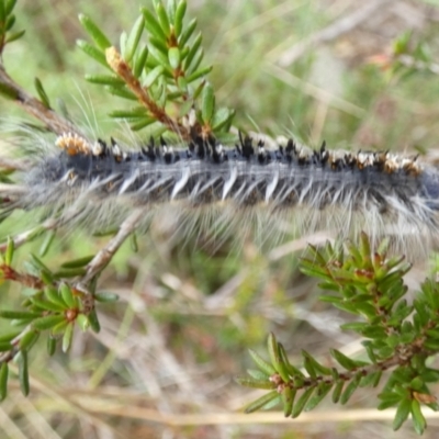 Porela (genus) (A porela moth) at QPRC LGA - 23 Mar 2022 by Paul4K