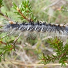 Porela (genus) (A porela moth) at Boro, NSW - 23 Mar 2022 by Paul4K