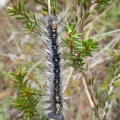 Porela (genus) at Boro, NSW - 23 Mar 2022