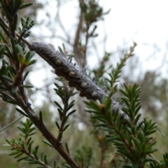 Porela (genus) at Boro, NSW - suppressed