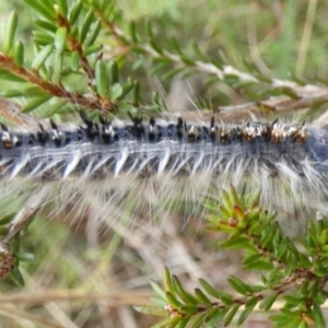 Porela (genus) at Boro, NSW - suppressed