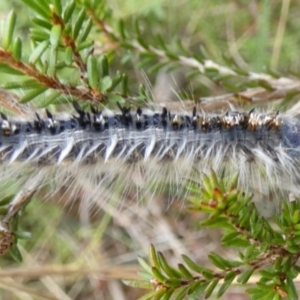 Porela (genus) at Boro, NSW - 23 Mar 2022