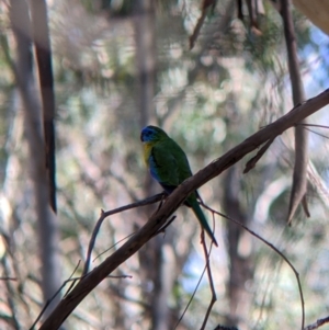 Neophema pulchella at Chiltern Valley, VIC - 27 Mar 2022