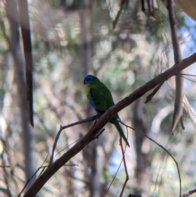 Neophema pulchella (Turquoise Parrot) at Chiltern-Mt Pilot National Park - 26 Mar 2022 by Darcy