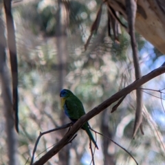 Neophema pulchella at Chiltern Valley, VIC - 27 Mar 2022