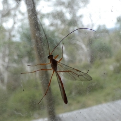 Dicamptus fuscicornis (Ichneumon wasp) at Boro, NSW - 23 Mar 2022 by Paul4K