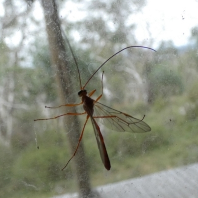 Dicamptus fuscicornis (Ichneumon wasp) at QPRC LGA - 23 Mar 2022 by Paul4K