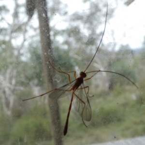 Dicamptus fuscicornis at Boro, NSW - suppressed