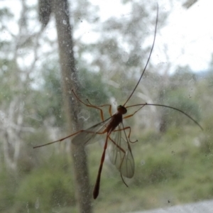 Dicamptus fuscicornis at Boro, NSW - 23 Mar 2022