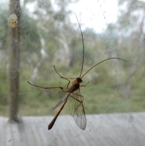 Dicamptus fuscicornis at Boro, NSW - suppressed