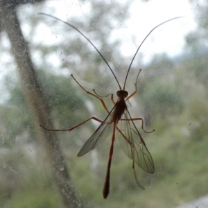 Dicamptus fuscicornis at Boro, NSW - suppressed