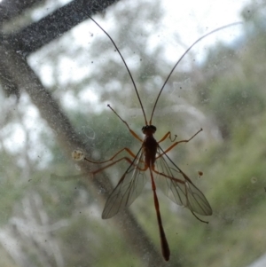 Dicamptus fuscicornis at Boro, NSW - 23 Mar 2022