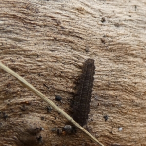 Noctuidae unclassified IMMATURE moth at Boro, NSW - 24 Mar 2022