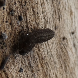 Noctuidae unclassified IMMATURE moth at Boro, NSW - suppressed