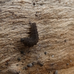 Noctuidae unclassified IMMATURE moth at Boro, NSW - 24 Mar 2022