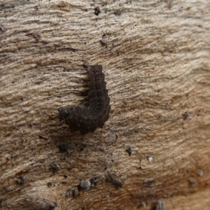 Noctuidae unclassified IMMATURE moth at Boro, NSW - suppressed