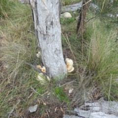 Omphalotus nidiformis (Ghost Fungus) at Boro - 24 Mar 2022 by Paul4K