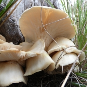 Omphalotus nidiformis at Boro, NSW - 24 Mar 2022