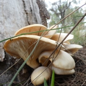 Omphalotus nidiformis at Boro, NSW - 24 Mar 2022