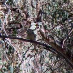 Psephotus haematonotus (Red-rumped Parrot) at Chiltern-Mt Pilot National Park - 27 Mar 2022 by Darcy