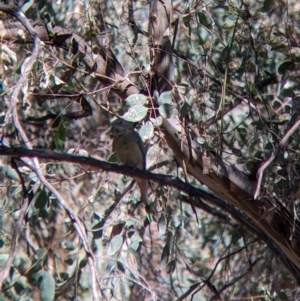 Psephotus haematonotus at Chiltern Valley, VIC - 27 Mar 2022 11:15 AM