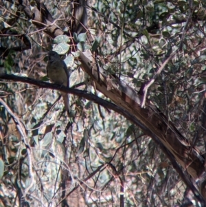 Psephotus haematonotus at Chiltern Valley, VIC - 27 Mar 2022 11:15 AM