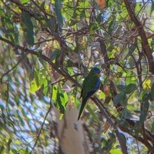 Neophema pulchella at Chiltern Valley, VIC - 27 Mar 2022