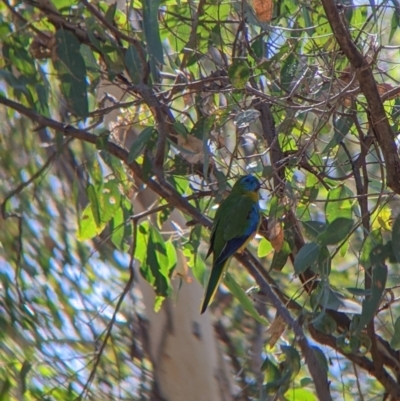 Neophema pulchella (Turquoise Parrot) at Chiltern-Mt Pilot National Park - 27 Mar 2022 by Darcy