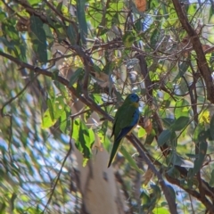 Neophema pulchella (Turquoise Parrot) at Chiltern Valley, VIC - 27 Mar 2022 by Darcy