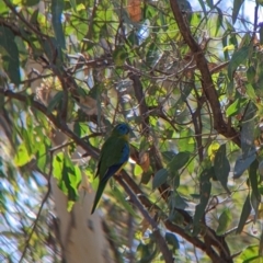 Neophema pulchella at Chiltern Valley, VIC - 27 Mar 2022