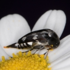 Mordellidae (family) (Unidentified pintail or tumbling flower beetle) at Melba, ACT - 26 Jan 2022 by kasiaaus