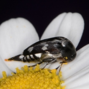 Mordellidae (family) at Melba, ACT - 26 Jan 2022 06:10 PM