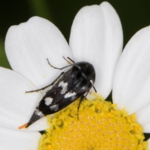 Mordellidae (family) at Melba, ACT - 26 Jan 2022 06:10 PM