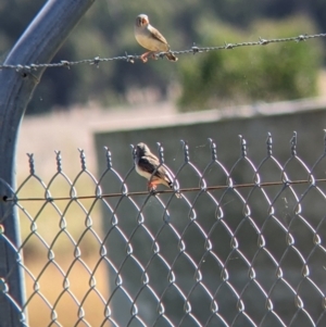 Taeniopygia guttata at Corowa, NSW - 27 Mar 2022 12:28 PM