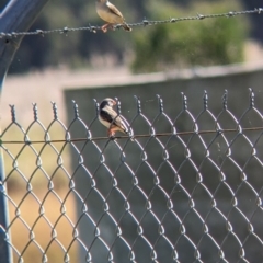 Taeniopygia guttata at Corowa, NSW - 27 Mar 2022