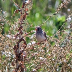 Taeniopygia guttata (Zebra Finch) at Corowa, NSW - 27 Mar 2022 by Darcy