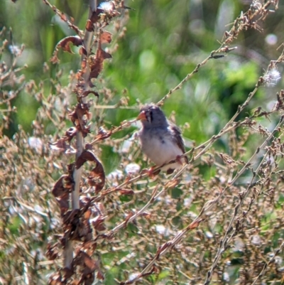 Taeniopygia guttata (Zebra Finch) at Corowa, NSW - 27 Mar 2022 by Darcy