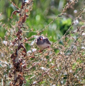 Taeniopygia guttata at Corowa, NSW - 27 Mar 2022