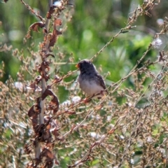 Taeniopygia guttata at Corowa, NSW - 27 Mar 2022 12:45 PM