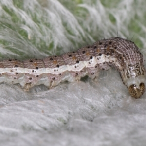 Helicoverpa (genus) at Melba, ACT - 26 Jan 2022 06:16 PM