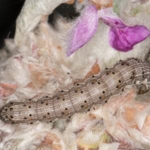 Helicoverpa (genus) at Melba, ACT - 26 Jan 2022