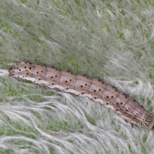 Helicoverpa (genus) at Melba, ACT - 26 Jan 2022 06:16 PM