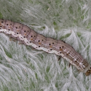 Helicoverpa (genus) at Melba, ACT - 26 Jan 2022 06:16 PM