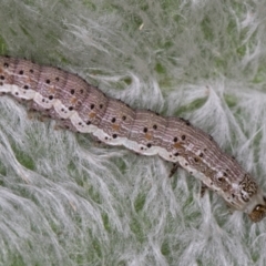 Helicoverpa (genus) at Melba, ACT - 26 Jan 2022