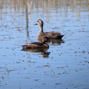 Aythya australis at Corowa, NSW - 27 Mar 2022