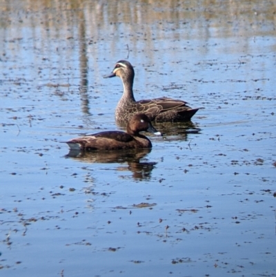 Aythya australis (Hardhead) at Corowa, NSW - 27 Mar 2022 by Darcy