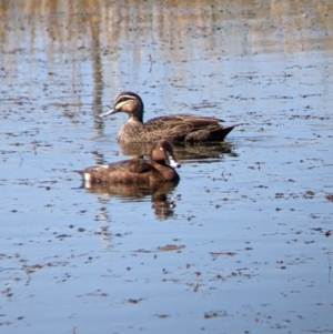 Aythya australis at Corowa, NSW - 27 Mar 2022