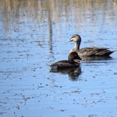 Anas superciliosa (Pacific Black Duck) at Corowa, NSW - 27 Mar 2022 by Darcy