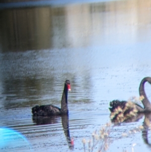 Cygnus atratus at Corowa, NSW - 27 Mar 2022