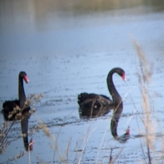 Cygnus atratus at Corowa, NSW - 27 Mar 2022